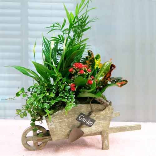 Precious Natural Plants-Send Indoor Plant Gift