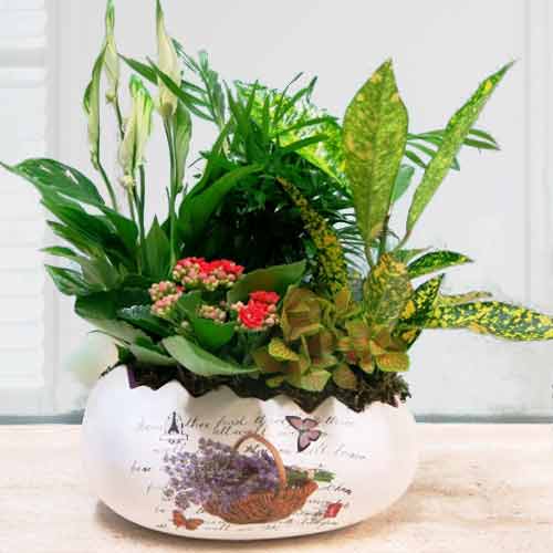 Plants In The Ceramic Egg-Get Well Soon Plants Delivery