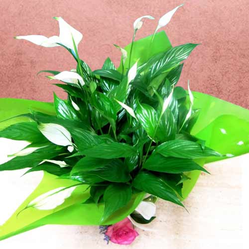 Beautiful Spathiphyllum Plant-Houseplant Gifts For Delivery